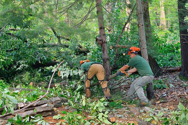 Best Tree Root Removal  in Wharton, TX